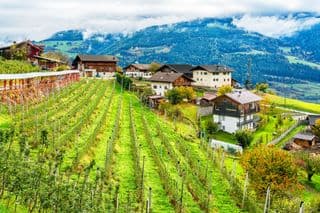 Rows of Apple Trees in the Dolomites