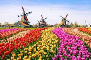 Tulip Fields in Zaanse Schans, Netherlands