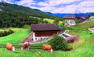 Grazing in the Alps: A View of the Dolomite Mountains