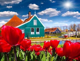 Zaanse Schans Tulips in Spring