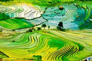 Terraced Rice Fields of Northern Vietnam