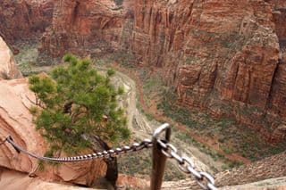 A Lone Pine's Tenacity at Zion Canyon Overlook