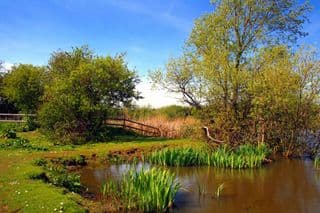 Springtime Pond in Romford, London