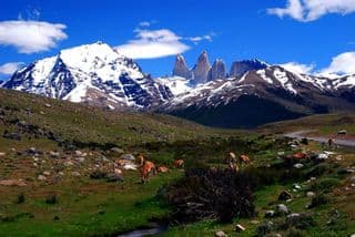 Grazing Guanacos in the Andes Mountains