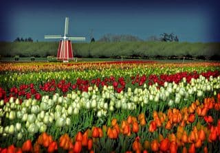 Tulips in Wooden Shoe Tulip Festival