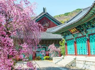 Cherry Blossoms at Gyeongbokgung Palace