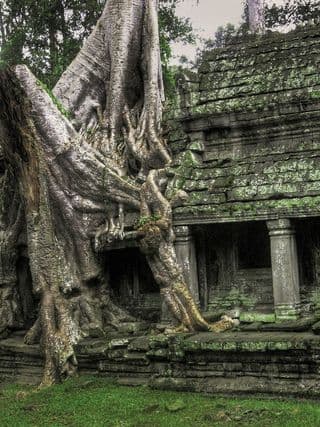 Angkor Wat Tree: Nature's Reclamation of Stone