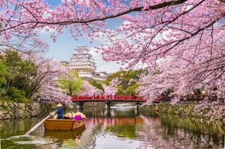 Cherry Blossoms at Himeji Castle
