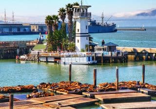 Sea Lions Resting at Pier 39, San Francisco