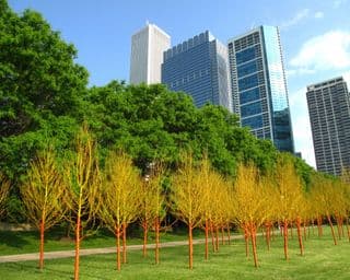 Urban Oasis: Painted Forest in the Cityscape