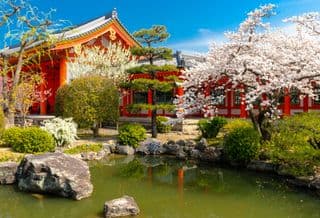 Cherry Blossoms at Sanjusangen-Do Temple, Kyoto