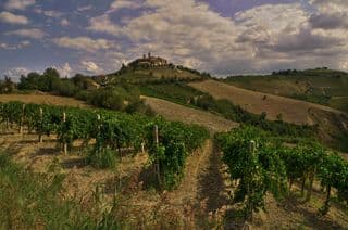 Rolling Hills of Regione Marche Vineyards