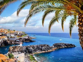 Palm-Framed Coastal Haven in Camara de Lobos