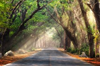 Road Through an Arched Forest Canopy