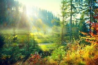 Sunlight filtering through the Mist in an Autumnal Forest