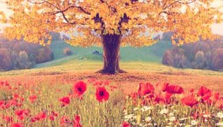 Autumnal Poppy Meadow