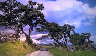 Lush Trees Along the Coromandel Coastline Road