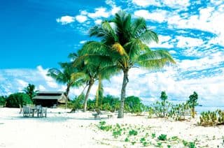 Coconut Palms on the Maldivian Shore