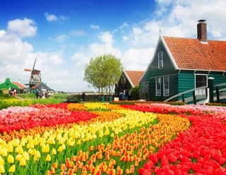 Tulip Fields in Holland
