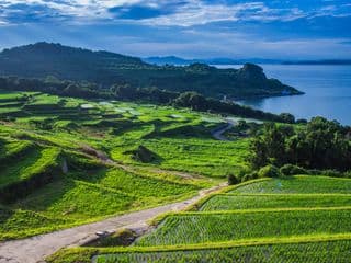 Terraced Rice Fields by the Sea