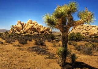 Joshua Tree Silhouette against Desert Boulders