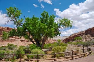 Isolated Tree in the Canyonlands