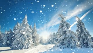 Snow-Laden Evergreens under the Winter Sun