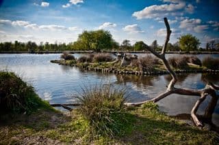 Bushy Park Lake Reflections