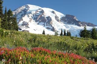 Alpine Meadows at Paradise, Mt. Rainier National Park