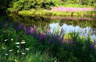 Summer Wildflowers by the Pond